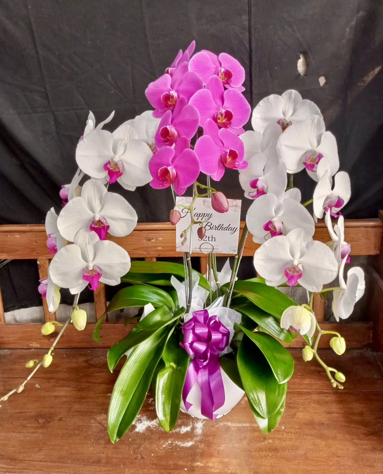 Anggrek Bulan 3 pohon